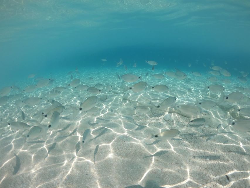 From Cala Gonone: Gulf of Orosei Speedboat Trip and Aperitif - Piscine di Venere: Snorkel Territory With a “Look Down” Advantage