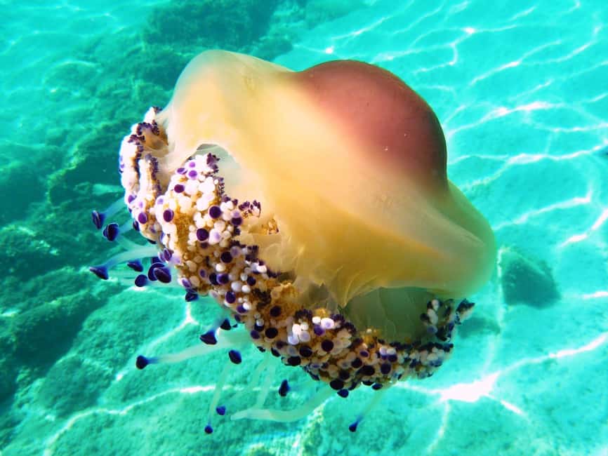 From Olbia: Dinghy Tour with Snorkeling to Tavolara Island - Who This Trip Fits Best (and Who Should Skip It)
