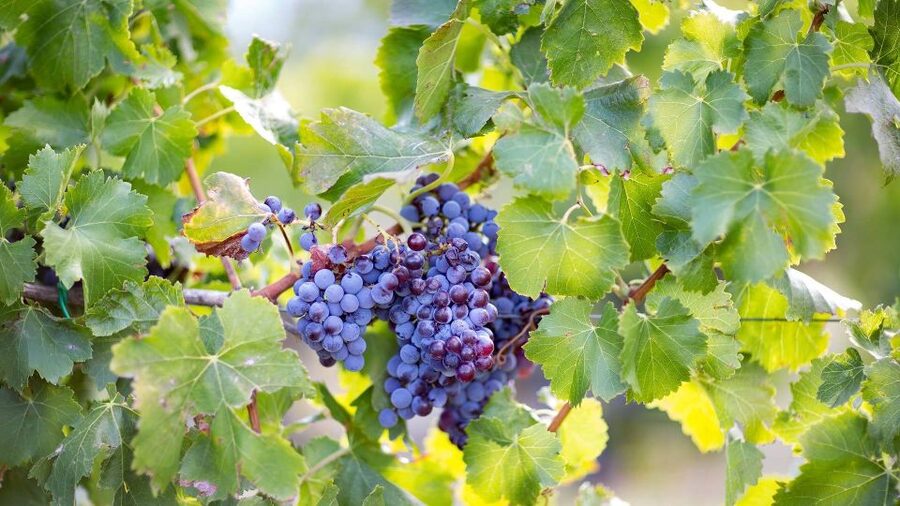 From Orosei: Archaeology, Wine Tasting & Landscapes Tour - Key things to know before you go