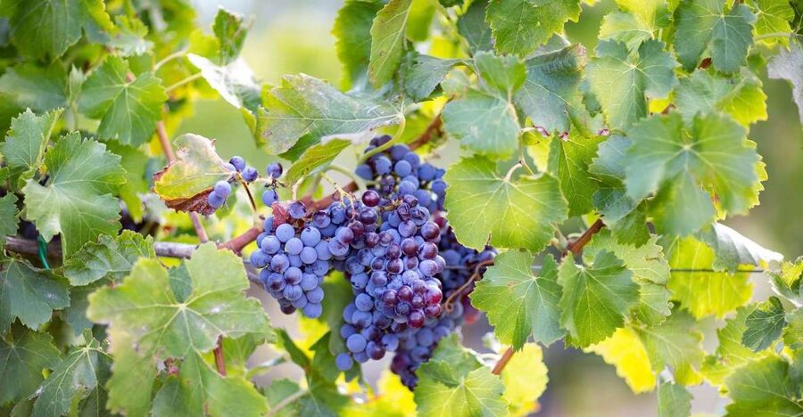 From Orosei: Archaeology, Wine Tasting & Landscapes Tour - Su Barone Nature Reserve lagoons: wetlands, beach air, and easy photos