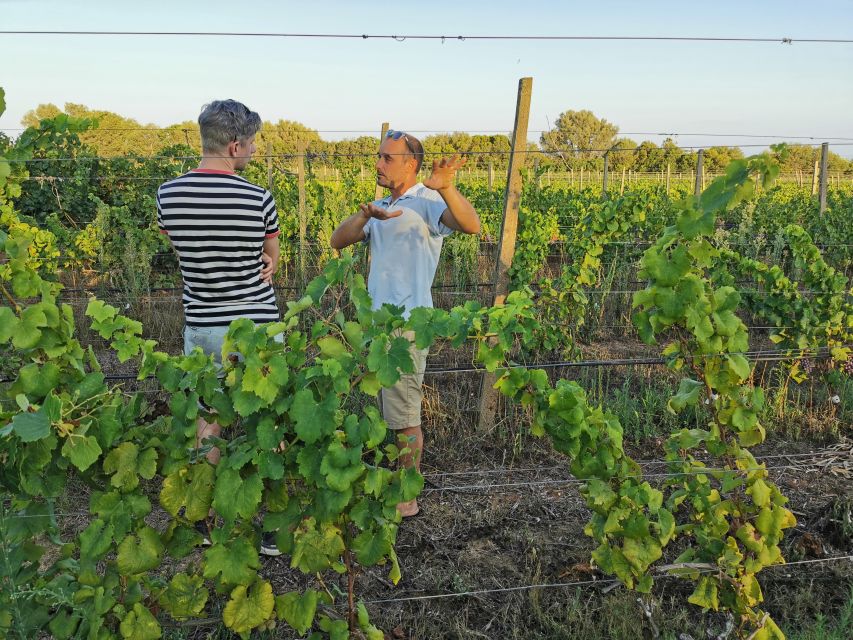 From Orosei: Archaeology, Wine Tasting & Landscapes Tour - Should you book the Orosei archaeology, wine tasting, and landscapes tour?