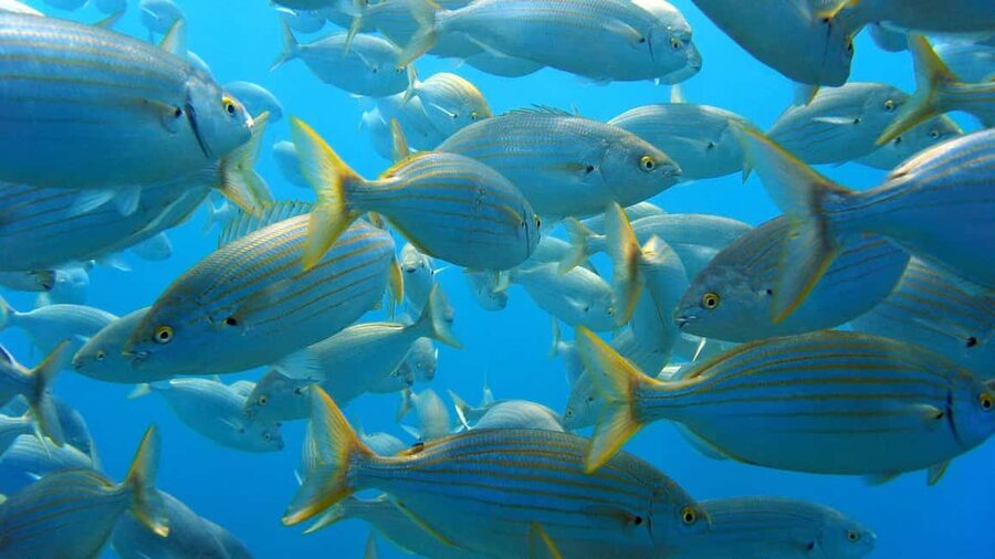 From San Teodoro: snorkeling in Tavolara and Molara - Tavolara Marine Protected Area: what the first hour is really for