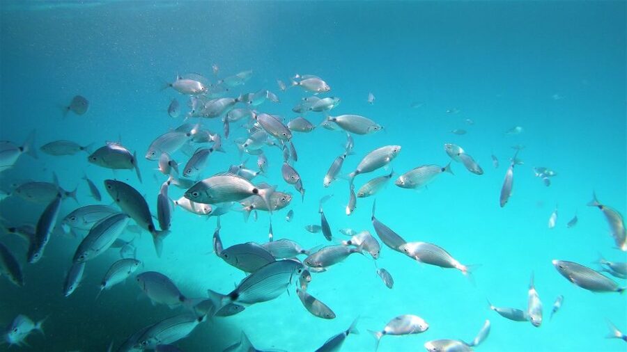 From San Teodoro: snorkeling in the pools of Molara - Key moments worth planning for
