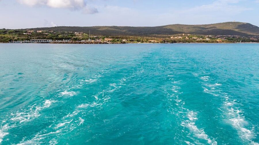 From Stintino: Catamaran tour to Asinara Island - Price and Value (That $134.81 Number): What You’re Getting for Your Money