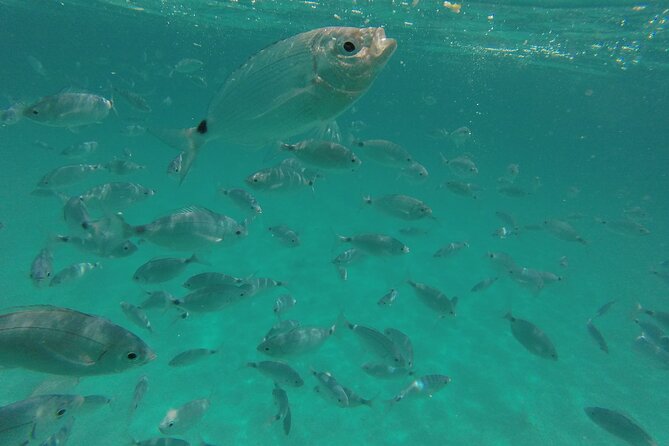 Full day catamaran tour in Alghero - Swimming Breaks That Actually Fit a Real Day