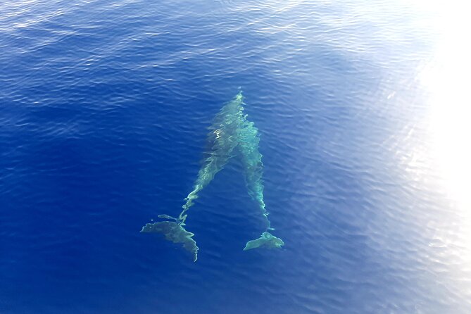 Full day catamaran tour in Alghero - Neptune Caves Entrance and Foradada Island Views from the Sea