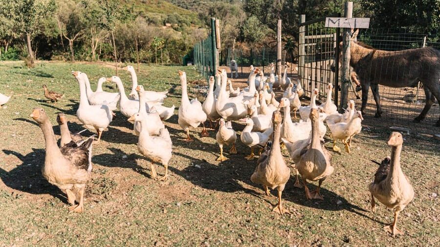 Gallura: Picnic on a Farm with Animals - What to bring (and what to wear) for a comfortable hour