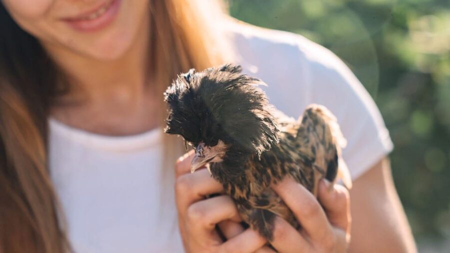 Gallura: Picnic on a Farm with Animals - A calm farm picnic in Gallura, just outside Olbia
