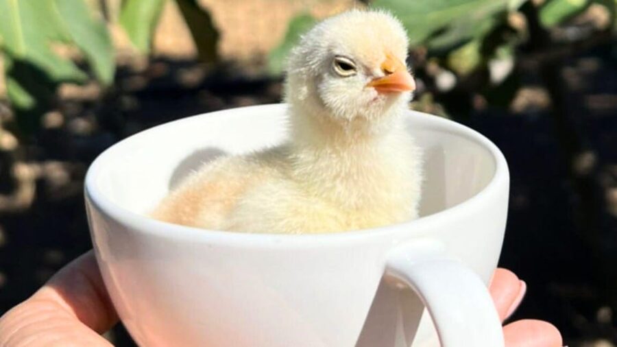 Gallura: Picnic on a Farm with Animals - Meeting the animals: what you’ll see and how close you’ll get