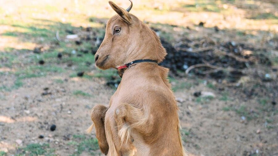 Gallura: Picnic on a Farm with Animals - Best for families, not for wheelchair users