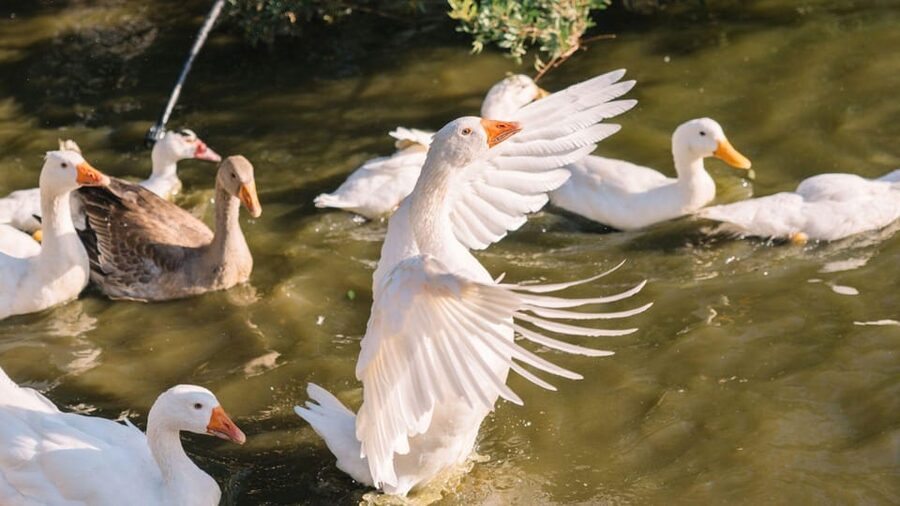 Gallura: Picnic on a Farm with Animals - Where you meet and how the farm is set up