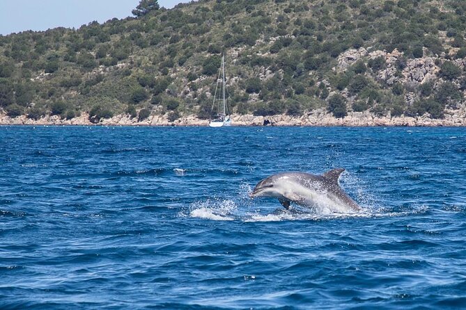 Golfo di Olbia and Dolphins Island Private Boat Tour - Snorkeling coves, white beaches, and the sea life you may spot