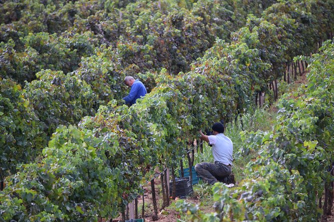 Guided Wine and Olive oil tasting - What you’ll taste: wines, pecorino, sausage, and the EVOO finale