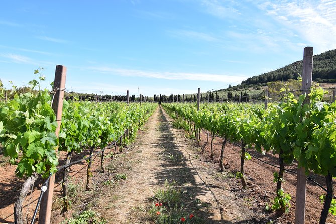 Guided Wine and Olive oil tasting - The hour plan: why timing and group size work in your favor