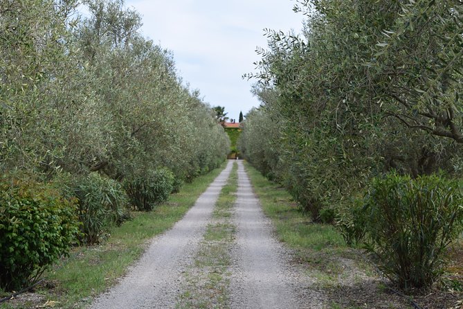 Guided Wine and Olive oil tasting - Buying bottles and olive oil on site (and the shipping limitation)