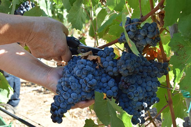 Guided Wine and Olive oil tasting - Is it “worth $40.70”? Let’s talk value in real terms