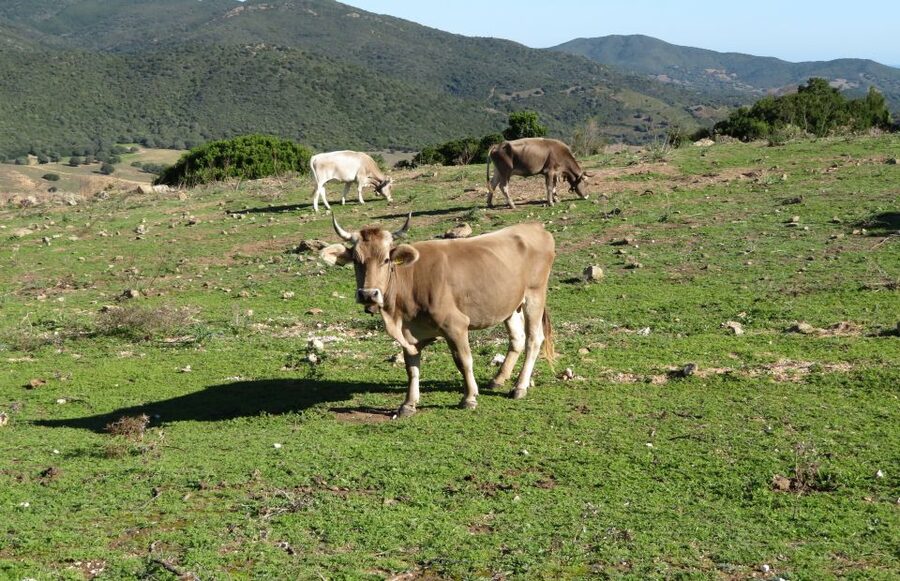 Gulf of Orosei: 4X4 tour between Mountains & Beaches - What to bring for a smooth day