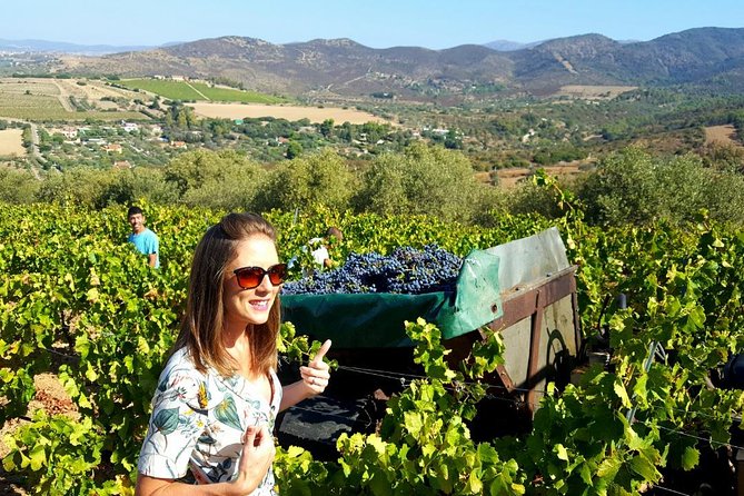 Half-Day Small-Group Wine Experience with Wine Expert from Cagliari - The Parteolla countryside ride: more than just transport