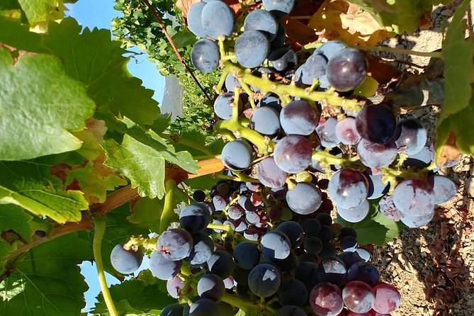 Half-Day Small-Group Wine Experience with Wine Expert from Cagliari - Inside the winery with Giuseppe: vines, cellar, and how the story is told