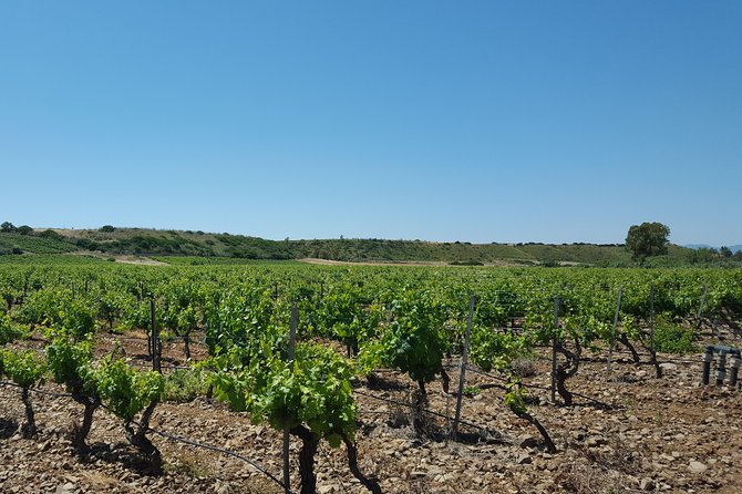 Half-Day Small-Group Wine Experience with Wine Expert from Cagliari - Brunch-style food pairings: the part that makes it taste like Sardinia
