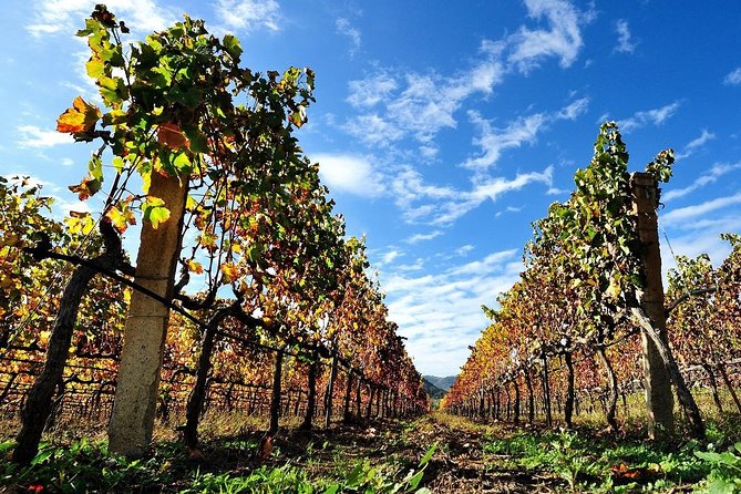 Half-Day Small-Group Wine Experience with Wine Expert from Cagliari - Price and value: what $108.84 is buying you