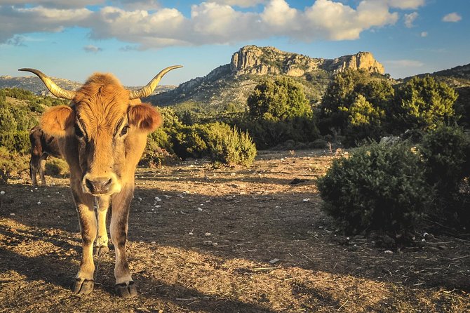 Jeep tour Between Land & Sea - Orosei & Capo comino - Key things you’ll notice on this Jeep tour