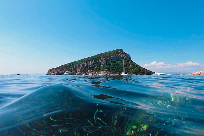 Kayak tour with aperitif and dolphins - Figarolo Island: aperitif on the water and the dolphin-feeding zone