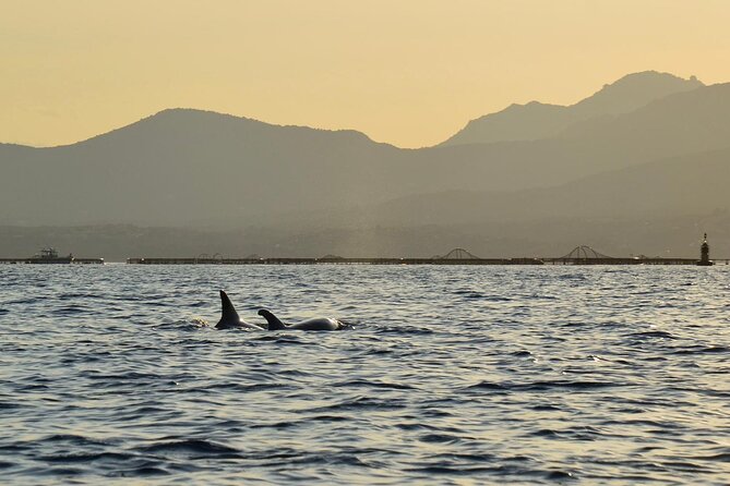 Kayak tour with aperitif and dolphins - What to bring: water shoes are not optional here