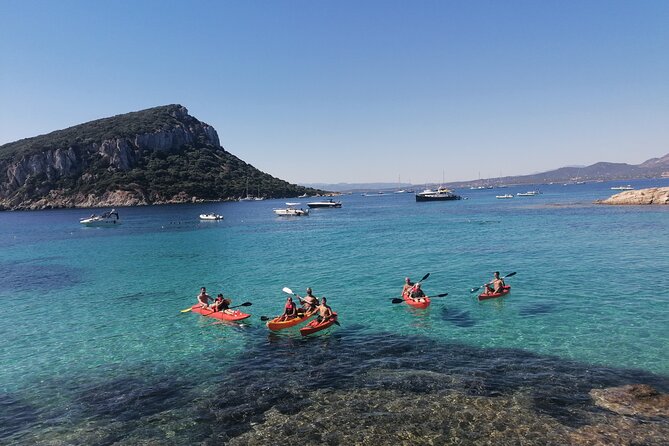 Kayak tour with aperitif and dolphins - Dolphins: how to think about it without getting disappointed