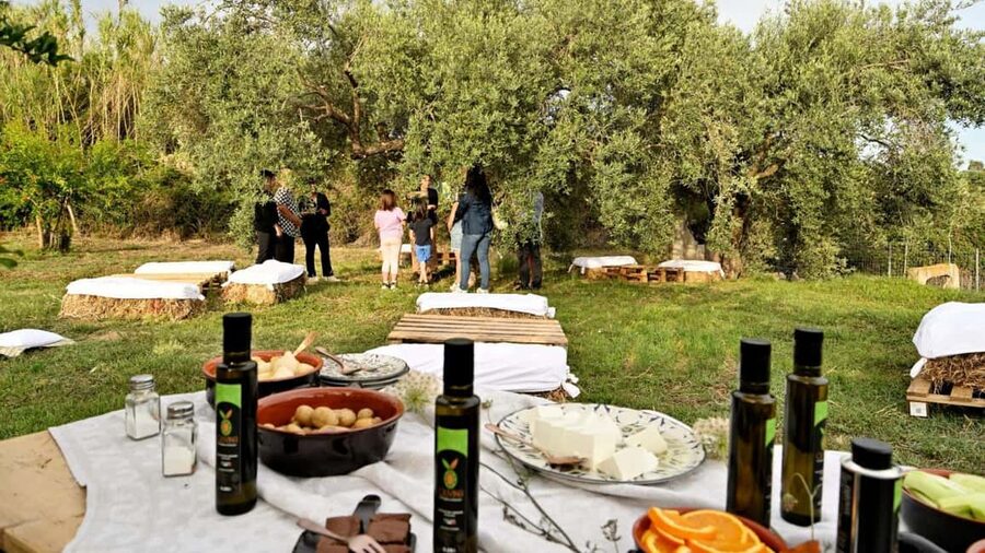 Nuoro: Visit an oil mill with oil tasting - Should you book this oil mill tasting in Ogliastra?