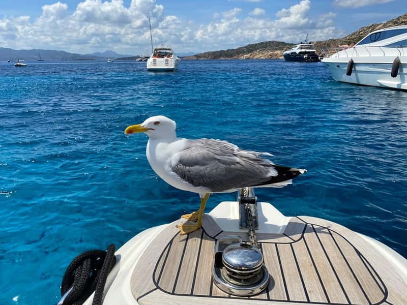 Olbia: Boat tour to watch Dolphins and snorkeling - Key takeaways before you go