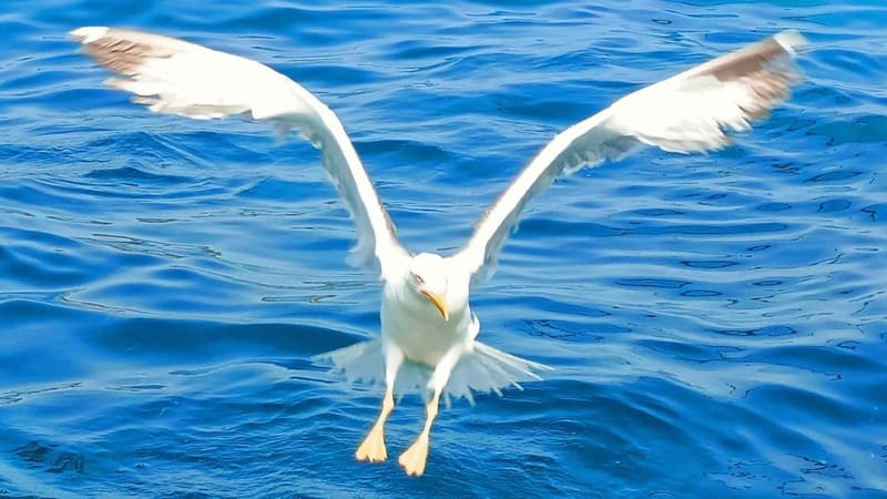 Olbia: Boat tour to watch Dolphins and snorkeling - From Molo Bosazza: how this boat tour starts off easy