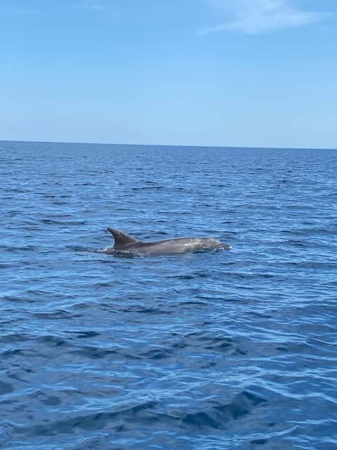 Olbia: Boat tour to watch Dolphins and snorkeling - Capo Figari views: why the promontory part isn’t just scenery