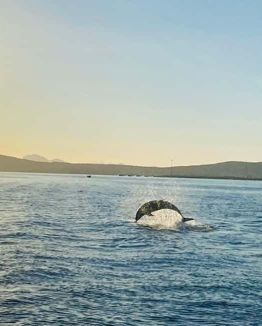 Olbia: Boat tour to watch Dolphins and snorkeling - Dolphin spotting with a guide who pays attention to behavior