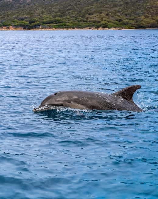 Olbia: Boat tour to watch Dolphins and snorkeling - What a typical 3.5 hours feels like: pacing that avoids stress