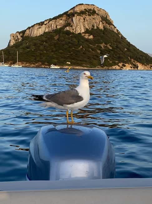 Olbia: Boat tour to watch Dolphins and snorkeling - Should you book this Olbia dolphin and snorkeling tour?