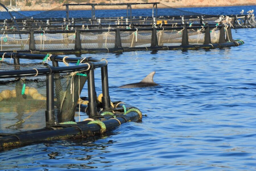 Olbia: Dolphin Watching and Snorkeling Boat Tour - From Molo Bosazza to Figarolo: How the 3-Hour Sea Time Flows