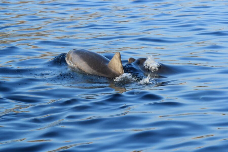 Olbia: Dolphin Watching and Snorkeling Boat Tour - Cala Moresca Snorkeling: Clear Water, Real Fish, and Easy Entry