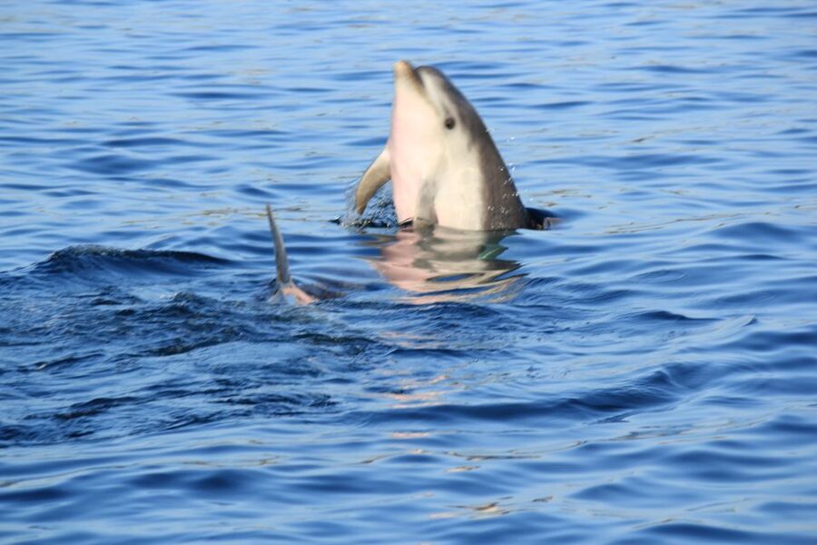 Olbia: Dolphin Watching and Snorkeling Boat Tour - Snacks, Aperitifs, and the Little Touches That Make It Feel Local