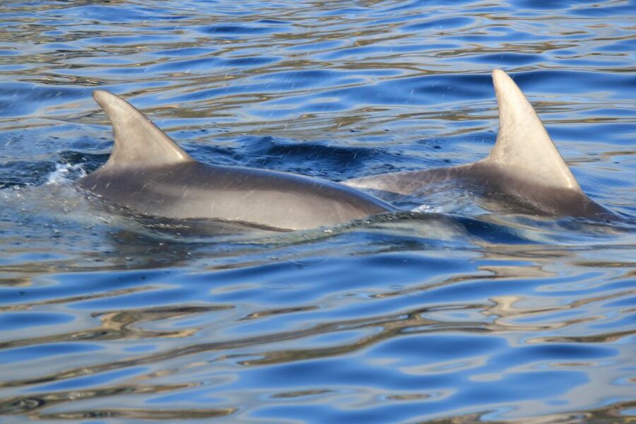 Olbia: Dolphin Watching and Snorkeling Boat Tour - Figarolo and Golfo Aranci: where the scenery turns into the show