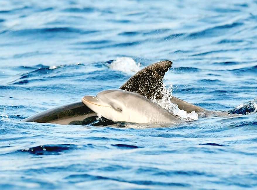 Olbia: Dolphin Watching & Snorkeling Boat Tour near Figarolo - Key highlights to know before you go