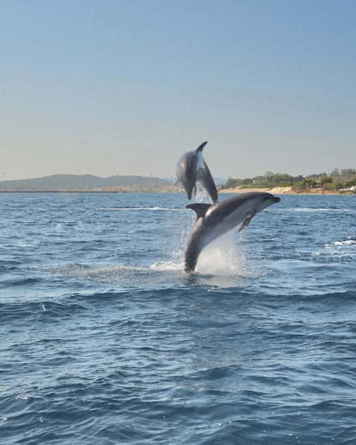 Olbia: Dolphin Watching & Snorkeling Boat Tour near Figarolo - Olbia to Figarolo: a quick hop into real sea time