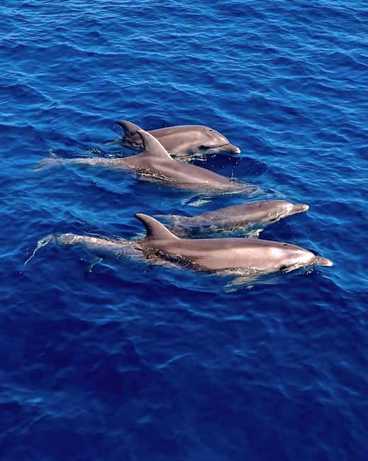 Olbia: Dolphin Watching & Snorkeling Boat Tour near Figarolo - Meeting point at Olbia Marina: find the flag, not the crowd