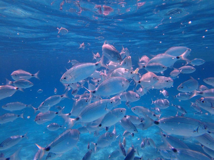 Olbia: Dolphin Watching & Snorkeling Boat Tour near Figarolo - Stop-by-stop: how the 3.5 hours are actually used