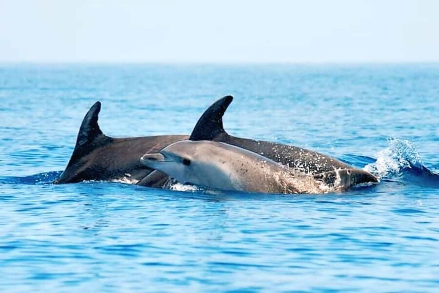 Olbia: Dolphin Watching & Snorkeling Boat Tour near Figarolo - Dolphins in the wild: what “80%” really means for your day