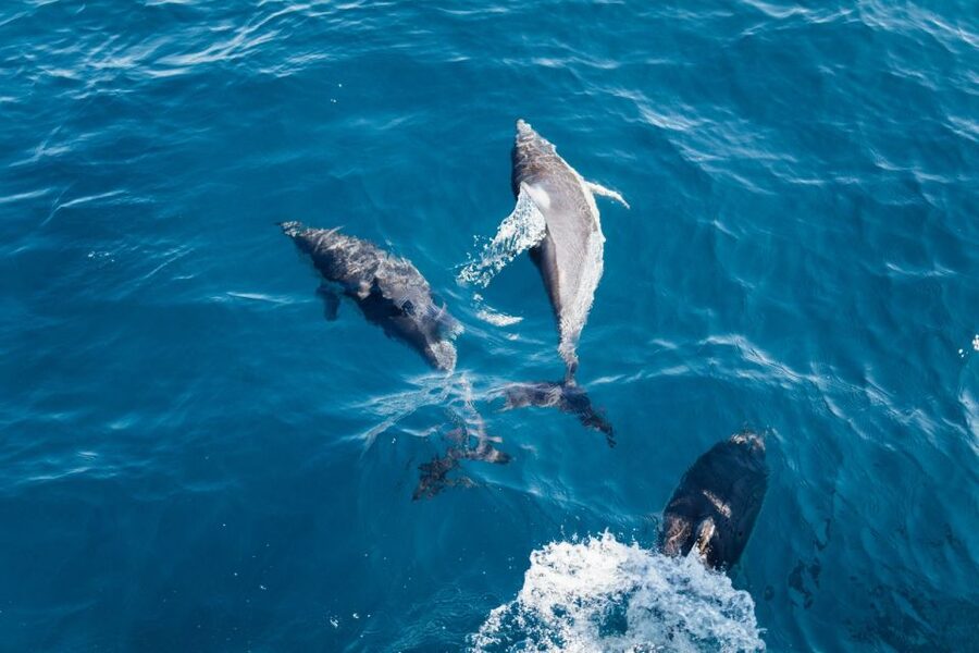 Olbia: Dolphin Watching & Snorkeling Boat Tour near Figarolo - Snorkeling setup and how to get good results fast