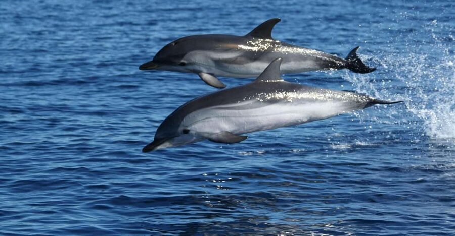 Olbia: Dolphin Watching & Snorkeling Boat Tour near Figarolo - How rough is the ride, really?