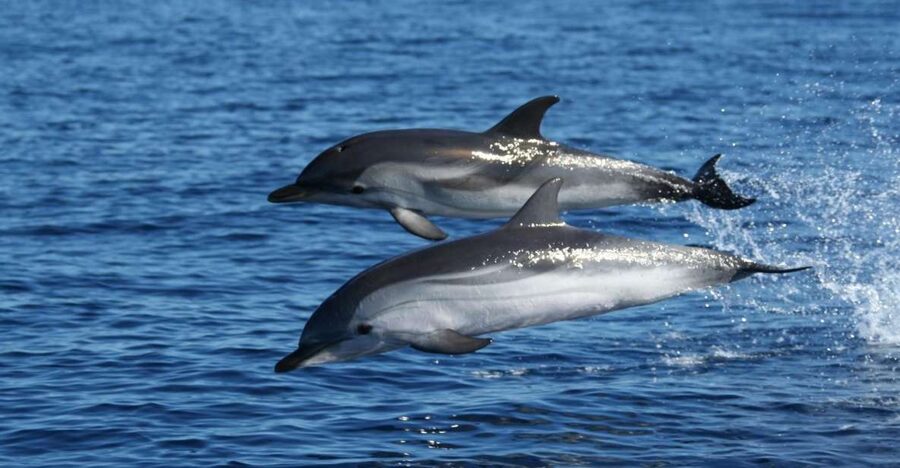 Olbia: Dolphin Watching & Snorkeling Boat Tour near Figarolo - Price and value: why about $77 can make sense