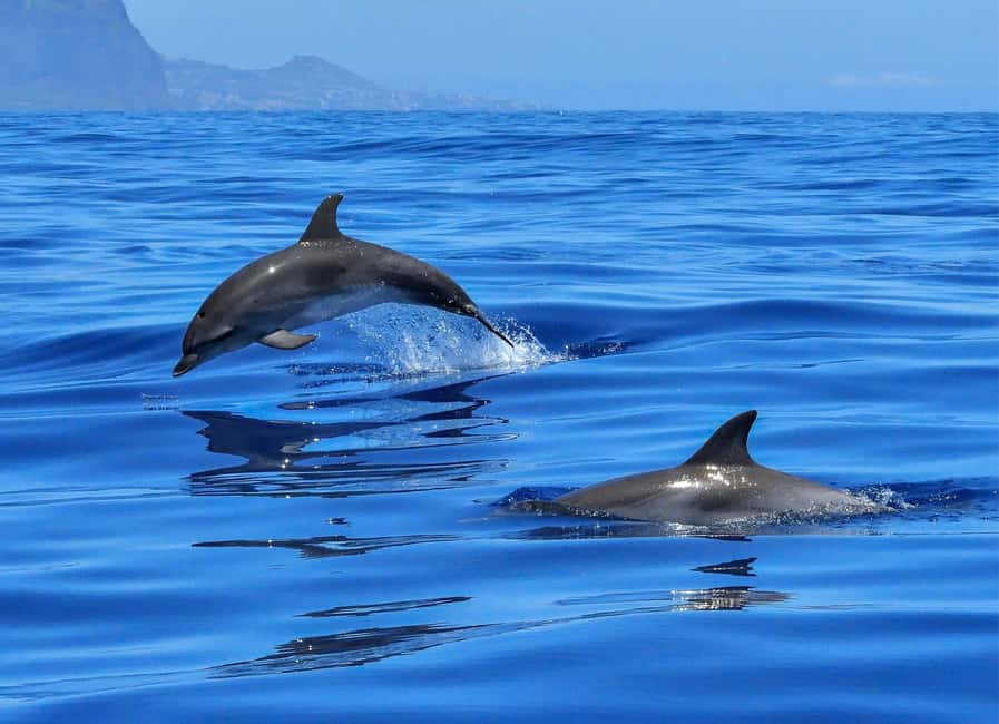 Olbia: Dolphin Watching & Swim and snorkel in Capo Figari - Figarolo Island Bottlenose Dolphins: The Real Reason to Do This