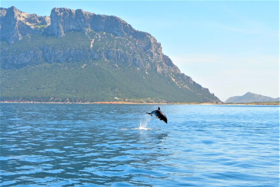 Olbia: Dolphin Watching Tour with Figarolo Island Snorkeling - Key points before you go